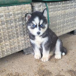 Olivia - Black and white female Siberian Husky puppy in Swansea, Illinois from Husky B's