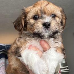 White Collar girl - Red female Havanese puppy in Walpole, Massachusetts from Golden Glen Havanese