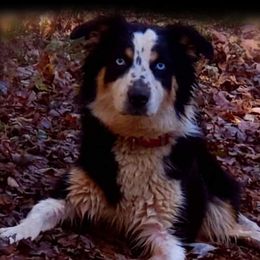 Luna - Australian Shepherd