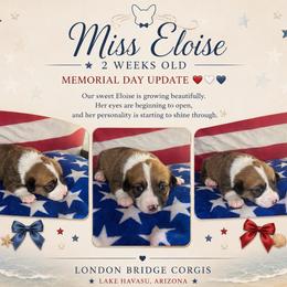 Eloise Bridgerton - Sable and white female American Corgi puppy in Lake Havasu City, Arizona from London Bridge Corgis