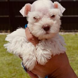 Ezekiel - White male Miniature Schnauzer puppy in Lehigh Acres, Florida from Regency Schnauzer