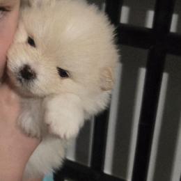 Angel - Cream sable female Pomeranian puppy in Decatur, Alabama from Ruby's Pomeranians