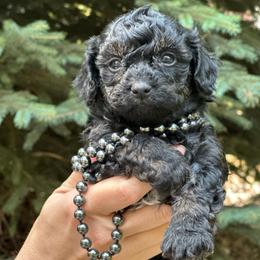 Ariel - Black female Poodle puppy in Aurora, Colorado from Miroslava's Puppies