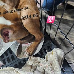 Pup 4 is girl 2 - Red female Boston Terrier puppy in Versailles, Indiana from Benhams Bostons