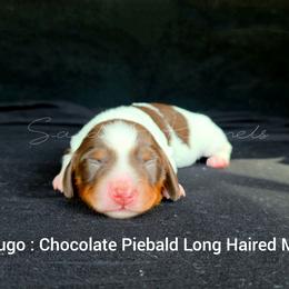 Hugo - Piebald male Dachshund puppy in Quitman, Mississippi from S-and-A Kennels
