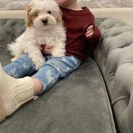 Havanese and Havapoo Puppies from Ladypawspuppies