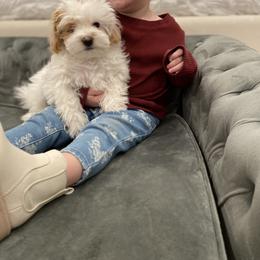 Havanese and Havapoo Puppies from Ladypawspuppies