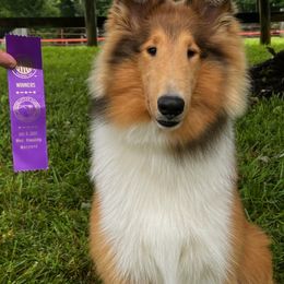Collies and Shetland Sheepdogs from Clarity