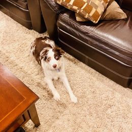 Navy - Miniature Australian Shepherd