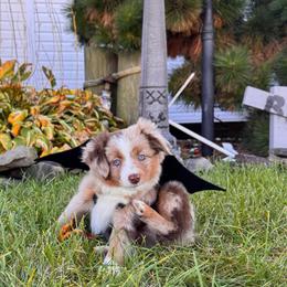 Rosé - Red merle female Miniature Australian Shepherd puppy in Massapequa, New York from All That Auss Mini Aussies