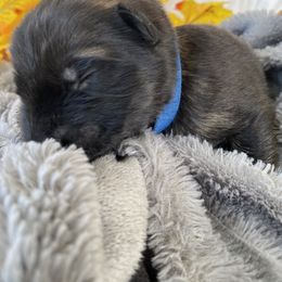 German Shepherd Puppies from Faithful Heart German Shepherds