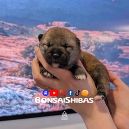 RIKU - Red male Shiba Inu puppy in Minnesota from BonsaiShibas