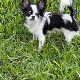 Namaari - Chihuahua