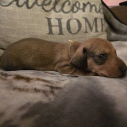 Yellow Collar - Red Dachshund puppy in La Pine, Oregon from RoseDox Dachshunds