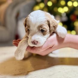 Socks (Pink) - female Golden Mountain Doodle puppy in Twin Falls, Idaho from Magic Valley Family Doodles
