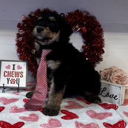 Ozzy Osborne - Phantom male Bernedoodle puppy in Gilbert, Arizona from The Berne Barn... it’s a Doodle thing!