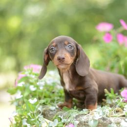 Juliet - FULL AKC chocolate - Chocolate and tan female Dachshund puppy in Neosho, Missouri from A Walk In The Park