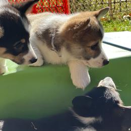 7 - Sable female Pembroke Welsh Corgi puppy in Sparta, New Jersey from CrestCottage Corgis