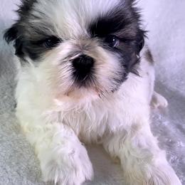Maizey - Gold and white female Shih Tzu puppy in Winston Salem, North Carolina from Little Miracles Shih Tzu