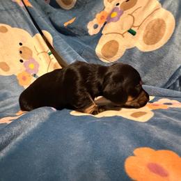 Potato - Piebald male Dachshund puppy in Hutto, Texas from B & D Dachshunds