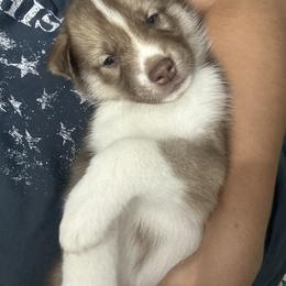 Siberian Husky Puppies from The Rulon Den