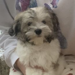 Girl 1 - Gold sable Havanese puppy in Atlanta, Georgia from Endearing Havanese