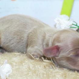 Dover - Fawn (isabella) and cream male Dachshund puppy in Bellville, Ohio from JK Mini Doxies