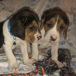 Lucy - Tri-colored female Treeing Walker Coonhound puppy in Vermontville, Michigan from Stackem Up Kennel