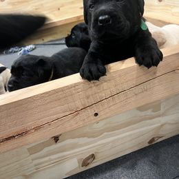 Labrador Retriever Puppies from Butlertown Labs