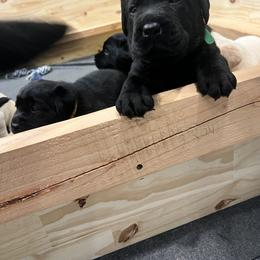 Labrador Retriever Puppies from Butlertown Labs