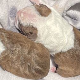 Girl 1 - Boston Terrier puppy in George West, Texas from Duke of Earl’s Boston Terriers