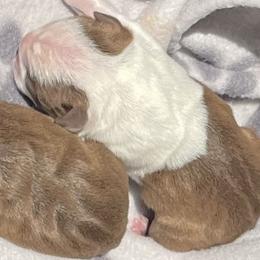 Girl 1 - Boston Terrier puppy in George West, Texas from Duke of Earl’s Boston Terriers