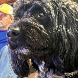 Rugar - Aussiedoodle