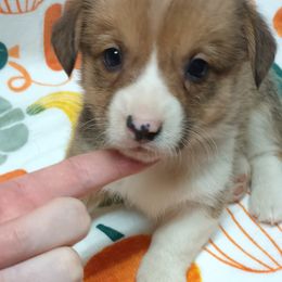 Pembroke Welsh Corgi Puppies from Episode Corgis