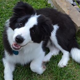 Border Collies from Wilsong Border Collies
