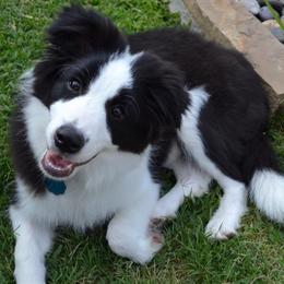 Border Collies from Wilsong Border Collies