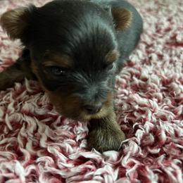 Cupcake - Black and tan female Yorkshire Terrier puppy in Osseo, Michigan from Smiths Fluffy butts