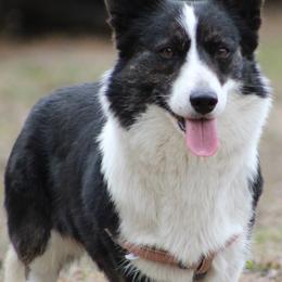 American Corgis and Cardigan Welsh Corgis from Big Sky Country Corgis