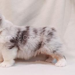 American Corgi Puppies from Diamond Corgis