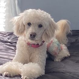 Navi - Golden Retriever