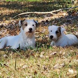 Parson Russell Terrier Puppies from Parhelion Parsons