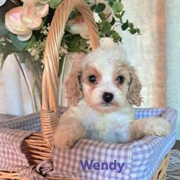 Wendy - White female Cavapoo puppy in Cocolalla, Idaho from Kelley's Goldens Poodles and Doodles