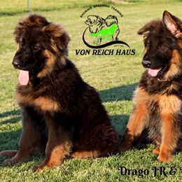 German Shepherds and Tibetan Mastiffs from Von Reich Haus