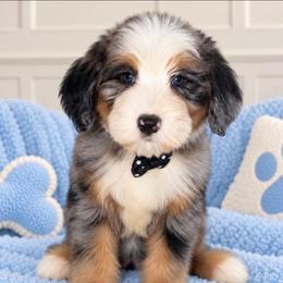 Zero - Tri-color male Bernedoodle puppy in Yuciapa, California from AlltheDoodlez_