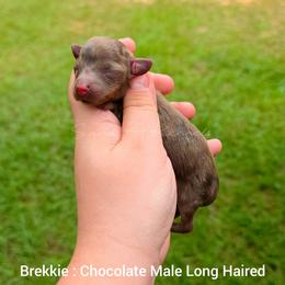 Brekkie - Chocolate and tan male Dachshund puppy in Quitman, Mississippi from S-and-A Kennels