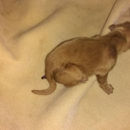 Golden Retriever Puppies from Gingersnap Golden Retrievers