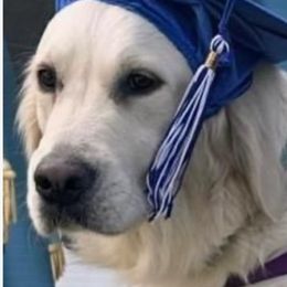 Annie - Golden Retriever