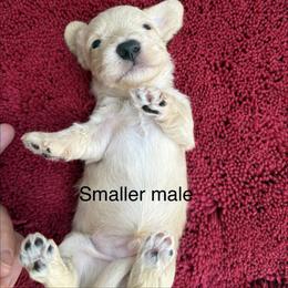 Bit smaller  Read description - Red male Dachshund puppy in Helenville, Wisconsin from Remarkable Doxies
