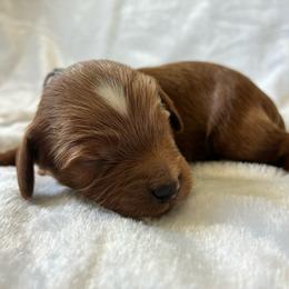 Rain - Apricot male Cavapoo puppy in Adrian, Oregon from ApplebyFarm