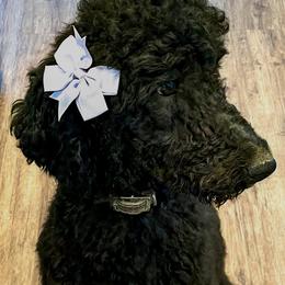 Nala - Goldendoodle